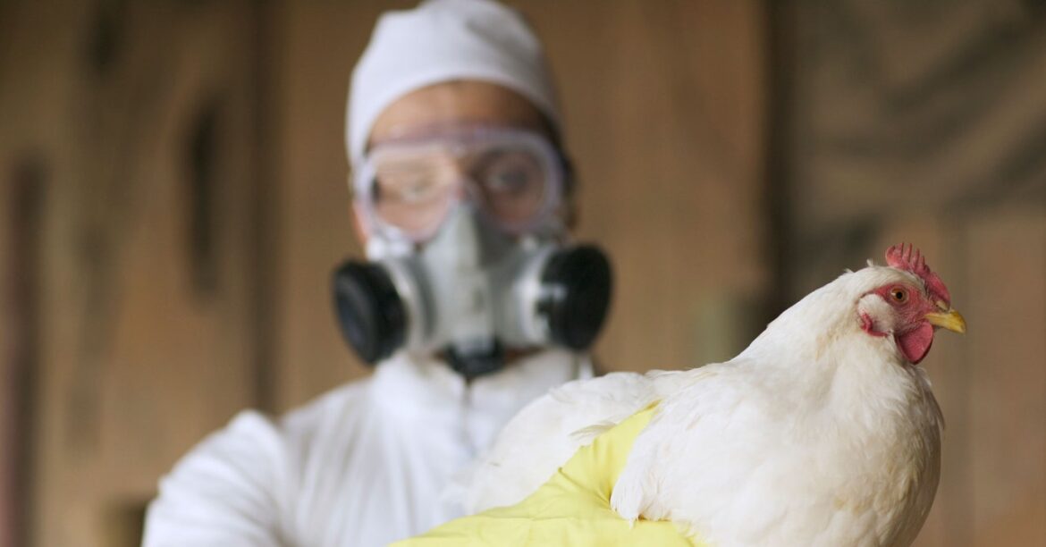 science_birdflu_GettyImages-522933314.jpg
